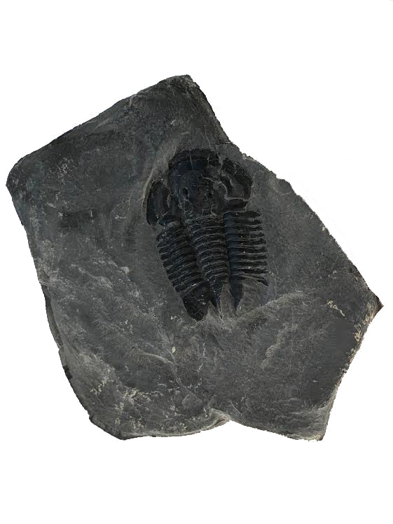 Genuine Elrathia Kinghi Trilobite Fossil 3 7/8" x 3 1/2" - dinosaursrocksuperstore