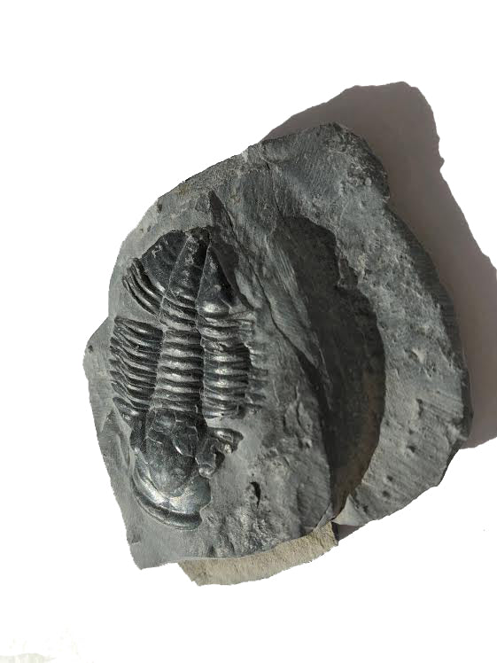 Genuine Elrathia Kinghi Trilobite Fossil 3" x 2 1/4" - dinosaursrocksuperstore