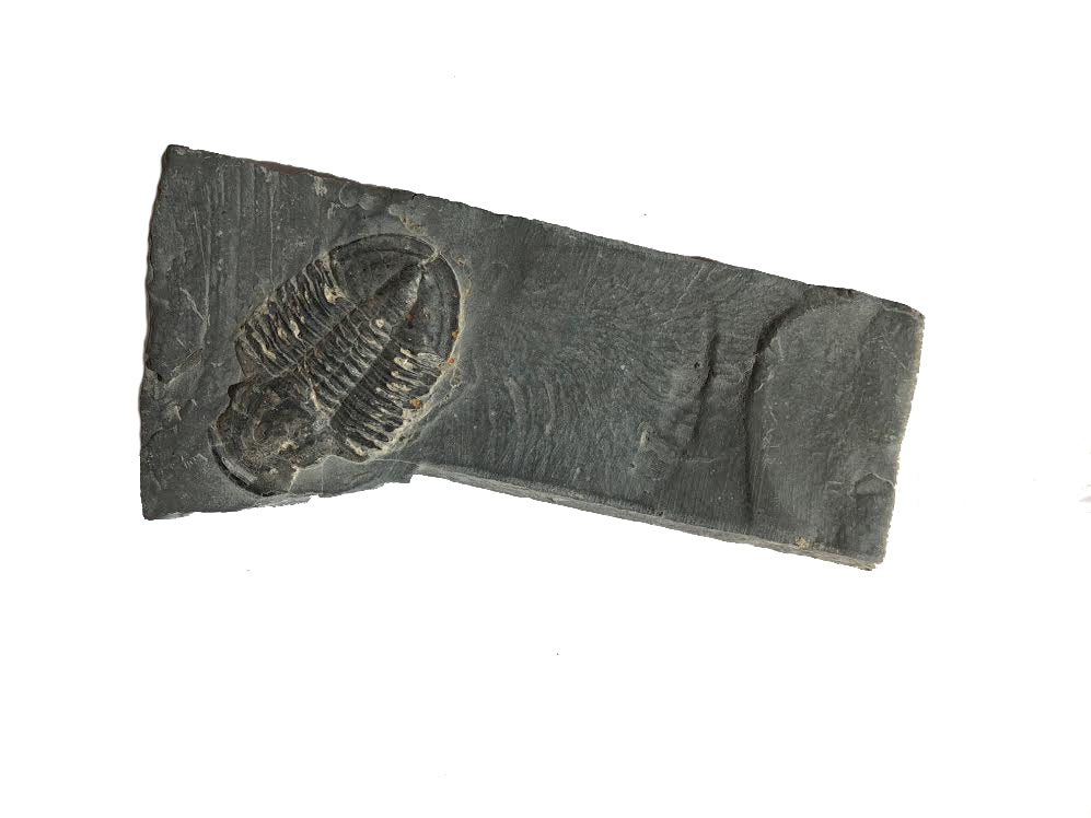 Genuine Elrathia Kinghi Trilobite Fossil 3.5" x 1.75" - dinosaursrocksuperstore