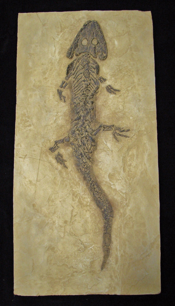 Sclerocephalus Amphibian Skeleton Replica - dinosaursrocksuperstore