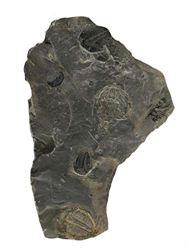 Genuine Elrathia Kinghi Trilobite Fossil 6" x 4.25" x .5" - dinosaursrocksuperstore