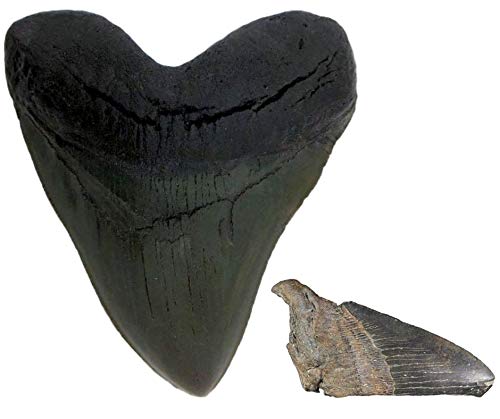 Megalodon Shark Tooth Black Cast Replica and Genuine Fossil Meg Tooth Partial - dinosaursrocksuperstore