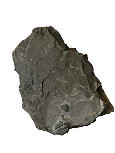 Genuine Elrathia Kinghi Trilobite Fossil 2 3/8" x 2 3/8" - dinosaursrocksuperstore