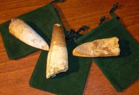 1 Genuine Spinosaurus Fossil Tooth - Extra Large! - dinosaursrocksuperstore