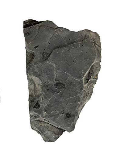 Genuine Elrathia Kinghi Trilobite Fossil 3 5/8" x 4 1/2" x 1/2" - dinosaursrocksuperstore
