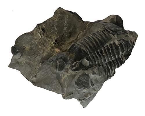 Genuine Elrathia Kinghi Trilobite Fossil 2 1/4" x 2 1/4" - dinosaursrocksuperstore