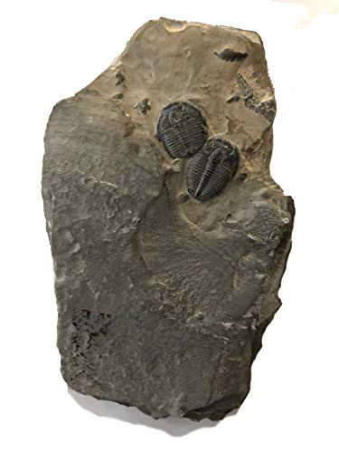 Genuine Elrathia Kinghi Trilobite Fossil 3 1/2" x 2 1/4" x 1/4" - dinosaursrocksuperstore