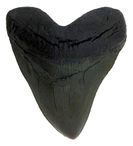 Megalodon Shark Tooth Black Cast Replica and Genuine Fossil Meg Tooth Partial - dinosaursrocksuperstore