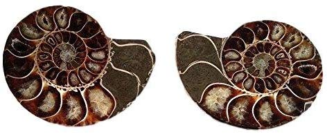 Genuine Ammonite Fossil PAIR - 3.25" - Split & Polished - From Madagascar (3) - dinosaursrocksuperstore