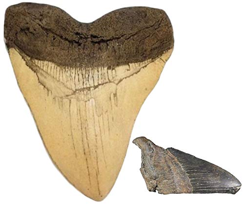 Megalodon Shark Tooth White Cast Replica & Genuine Fossil Meg Tooth Partial - dinosaursrocksuperstore