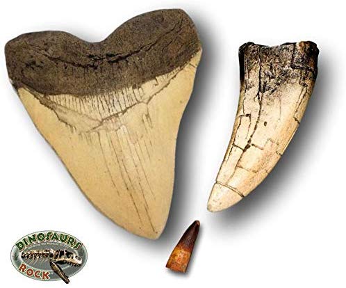Megalodon and Tyrannosaurus Rex Tooth Replica - dinosaursrocksuperstore