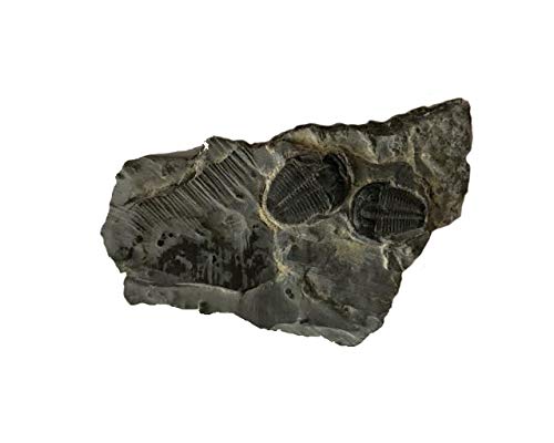 Genuine Elrathia Kinghi Trilobite Fossil 2" x 1 1/4" - dinosaursrocksuperstore