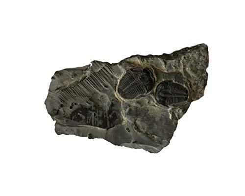 Genuine Elrathia Kinghi Trilobite Fossil 2" x 1 1/4" - dinosaursrocksuperstore