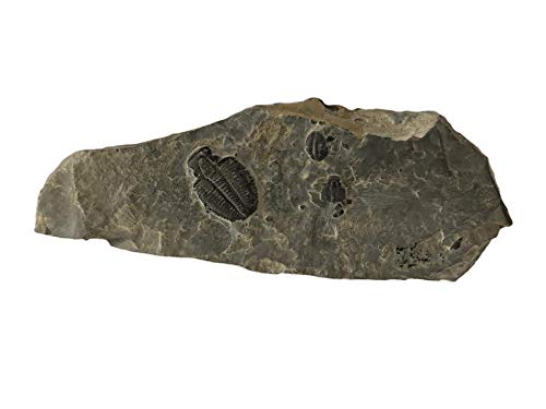 Genuine Elrathia Kinghi Trilobite Fossil 7 1/2" x 2 3/4" x 1/2" - dinosaursrocksuperstore