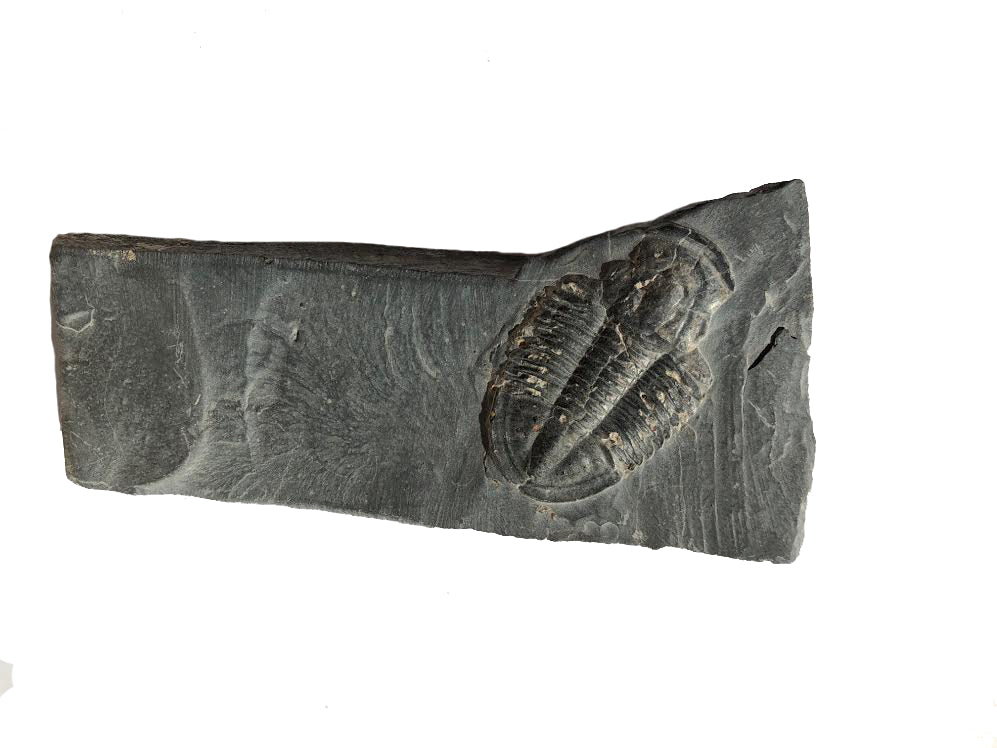 Genuine Elrathia Kinghi Trilobite Fossil 3.5" x 1.75" - dinosaursrocksuperstore