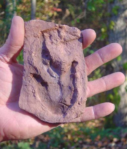 Grallator Dinosaur Footprint Fossil Replica with Mud Crack - 3" x 5" - dinosaursrocksuperstore
