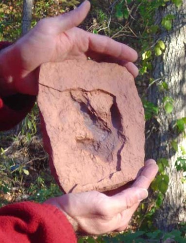 Grallator Dinosaur Footprint Fossil Replica - 6" x 7" -  Great Dinosaur Gift - dinosaursrocksuperstore