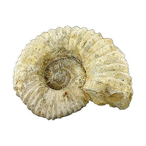 Natural Ammonite Fossil - Medium - dinosaursrocksuperstore
