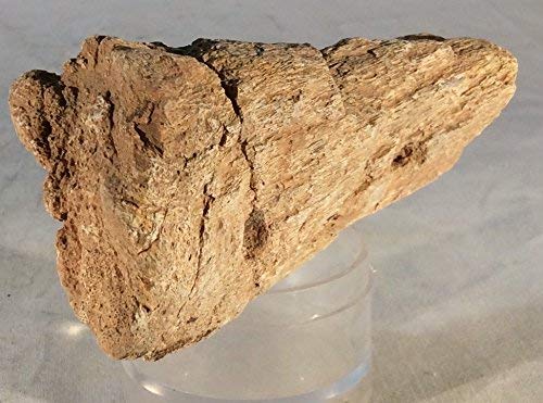 Dinosaur Bone Fossil Specimen #17 - dinosaursrocksuperstore