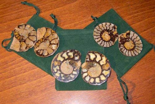 Genuine Fossil Ammonite Pair - Split & Polished - Gift Packaged - dinosaursrocksuperstore