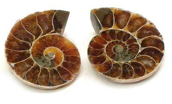 Polished Ammonite Fossil Shell Specimen - 2 Matching Half Shells - dinosaursrocksuperstore