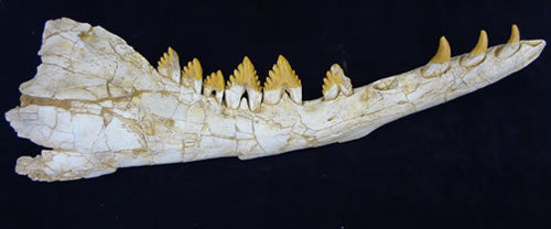 Archeocete Whale Jaw Replica - dinosaursrocksuperstore