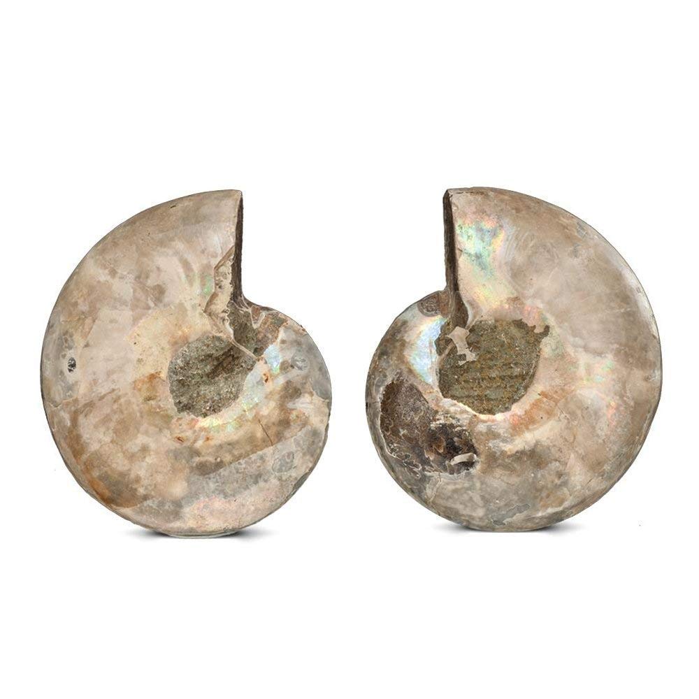 Polished Ammonite Fossil Shell Specimen - 2 Matching Half Shells - dinosaursrocksuperstore