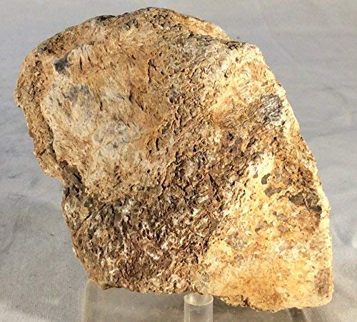 Dinosaur Bone Fossil Specimen #22 - dinosaursrocksuperstore