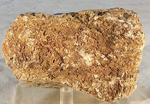 Dinosaur Bone Fossil Specimen #7 - dinosaursrocksuperstore
