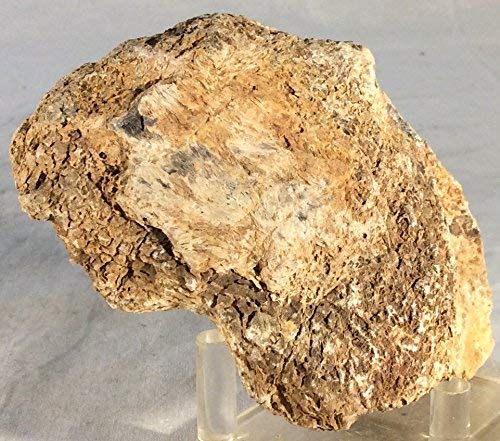 Dinosaur Bone Fossil Specimen #23 - dinosaursrocksuperstore