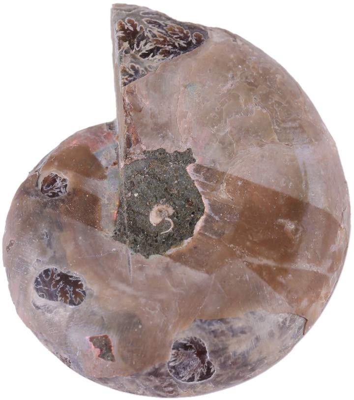 2pcs Shell Fossil Specimen Ammonite Madagascar Extinct Natural Stones and Minerals for Basic Biological Science Education (4cm) - dinosaursrocksuperstore