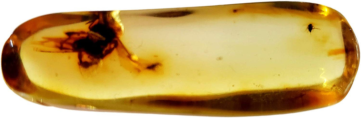 Genuine Amber Fossil Specimen - Multiple Insect Inclusions - Naturally Formed from Colombia with Bugs Inside - Museum Grade, A-Grade - Great Collectible - Piece #12 (42mm x 14mm) - dinosaursrocksuperstore