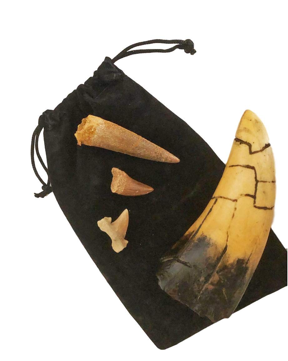 Fossil Tooth Gift Collection -Set of 4 - Real Mosasaur, Spinosaurus, Shark and T-rex Replica - dinosaursrocksuperstore