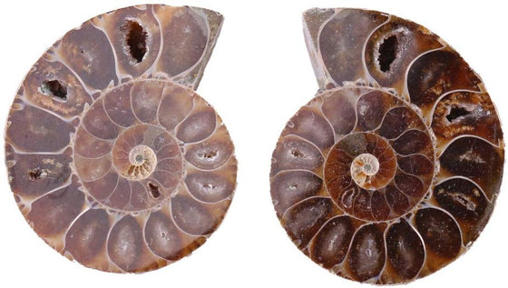 2pcs Shell Fossil Specimen Ammonite Madagascar Extinct Natural Stones and Minerals for Basic Biological Science Education (4cm) - dinosaursrocksuperstore