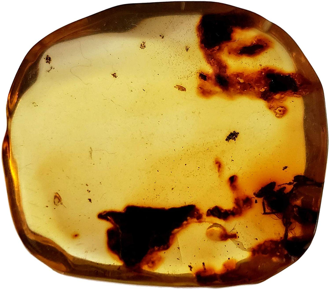 Genuine Amber Fossil Specimen - Multiple Insect Inclusions - Naturally Formed from Colombia with Bugs Inside - Museum Grade, A-Grade - Great Collectible - Piece #18 (29mm x 27mm) - dinosaursrocksuperstore