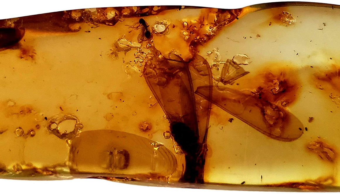 Genuine Amber Fossil Specimen - Multiple Insect Inclusions - Naturally Formed from Colombia with Bugs Inside - Museum Grade, A-Grade - Great Collectible - Piece #7 (78mm x 18mm) - dinosaursrocksuperstore