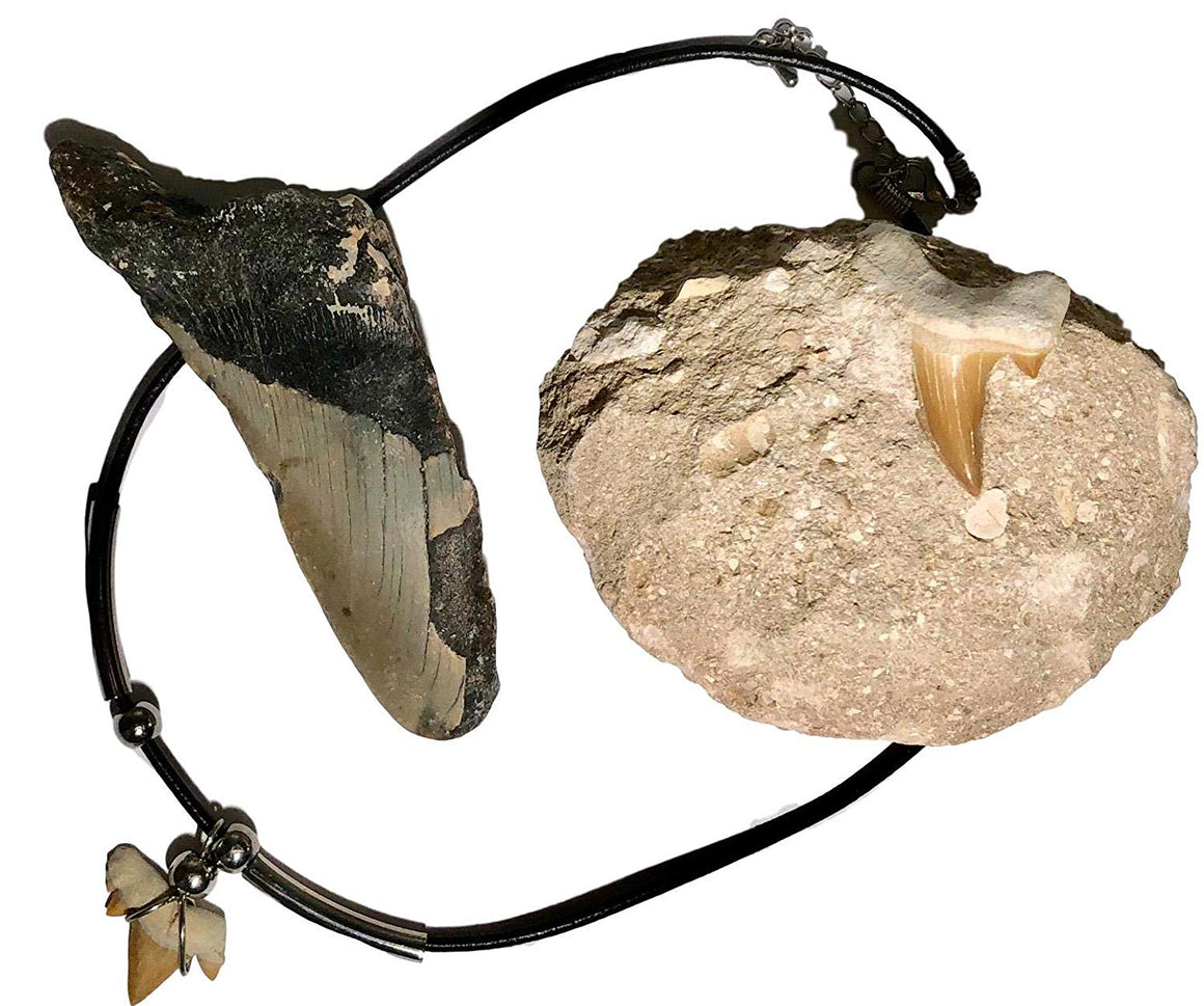 Shark Tooth Fossil Gift Collection - Megalodon Shark Tooth Partial, Genuine Shark Tooth Necklace, Fossil Shark Tooth in Matrix - Gift Box - dinosaursrocksuperstore