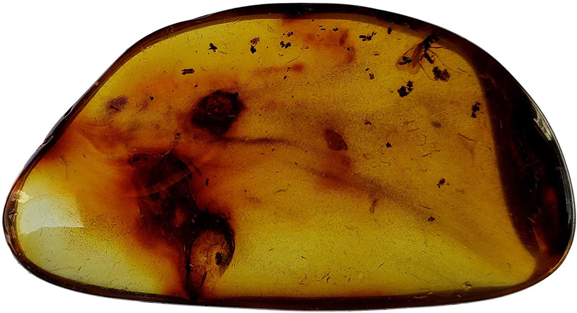 Genuine Amber Fossil Specimen - Multiple Insect Inclusions - Naturally Formed from Colombia with Bugs Inside - Museum Grade, A-Grade - Great Collectible (38mm x 20mm) - dinosaursrocksuperstore