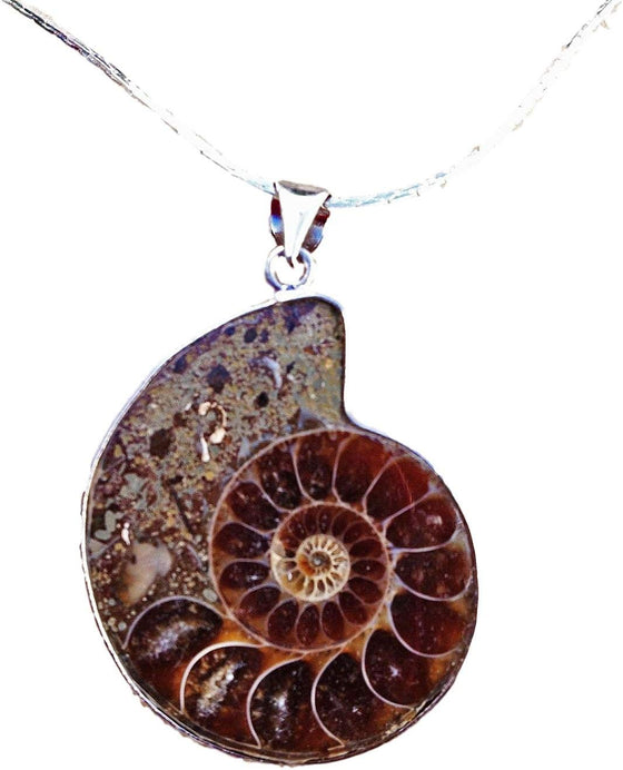 Genuine Ammonite Necklace - Pendant with Silver Plate Chain - dinosaursrocksuperstore