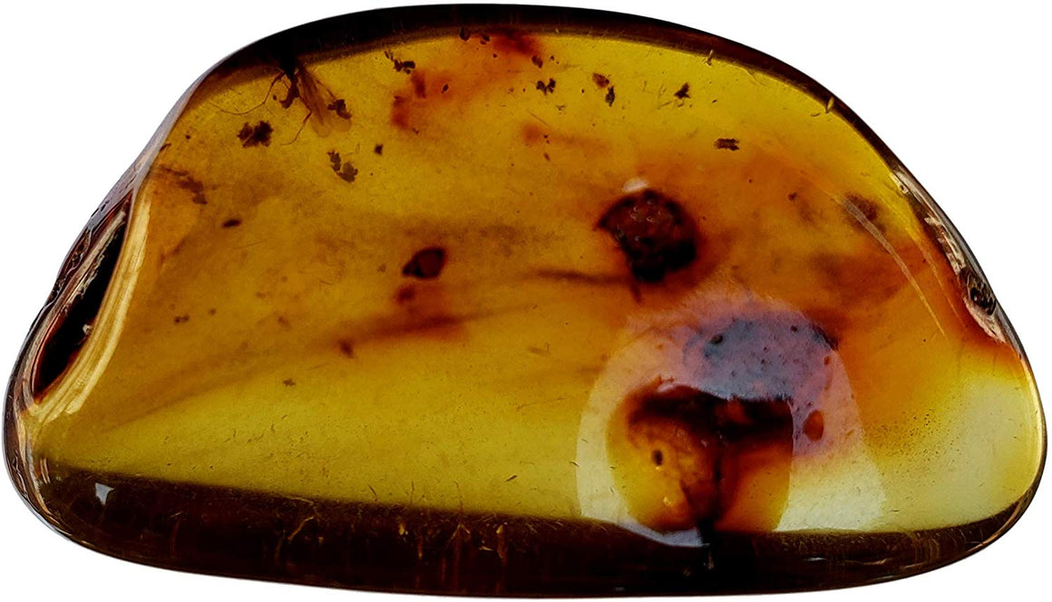 Genuine Amber Fossil Specimen - Multiple Insect Inclusions - Naturally Formed from Colombia with Bugs Inside - Museum Grade, A-Grade - Great Collectible (38mm x 20mm) - dinosaursrocksuperstore