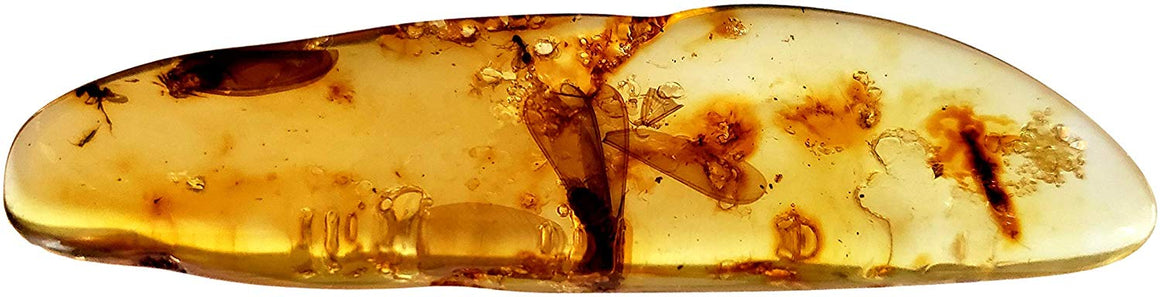Genuine Amber Fossil Specimen - Multiple Insect Inclusions - Naturally Formed from Colombia with Bugs Inside - Museum Grade, A-Grade - Great Collectible - Piece #7 (78mm x 18mm) - dinosaursrocksuperstore