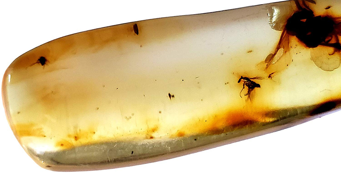Genuine Amber Fossil Specimen - Multiple Insect Inclusions - Naturally Formed from Colombia with Bugs Inside - Museum Grade, A-Grade - Great Collectible - Piece #12 (42mm x 14mm) - dinosaursrocksuperstore