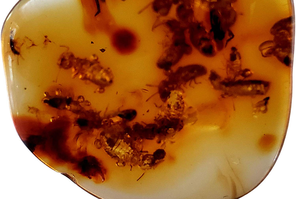 Genuine Amber Fossil Specimen - Multiple Insect Inclusions - Naturally Formed from Colombia with Bugs Inside - Museum Grade, A-Grade - Great Collectible - Piece #13 (25mm x 23mm) - dinosaursrocksuperstore