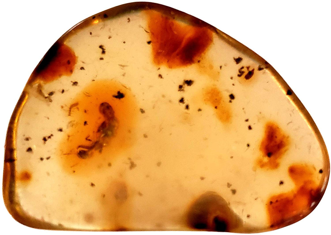 Genuine Amber Fossil Specimen - Multiple Insect Inclusions - Naturally Formed from Colombia with Bugs Inside - Museum Grade, A-Grade - Great Collectible - Piece #9 (28mm x 20mm) - dinosaursrocksuperstore