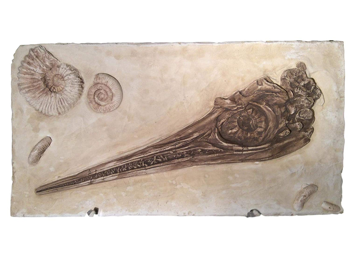 Icthyosaur Skull & Ammonite - dinosaursrocksuperstore