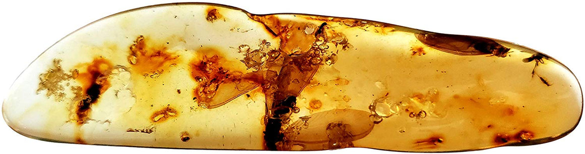 Genuine Amber Fossil Specimen - Multiple Insect Inclusions - Naturally Formed from Colombia with Bugs Inside - Museum Grade, A-Grade - Great Collectible - Piece #7 (78mm x 18mm) - dinosaursrocksuperstore
