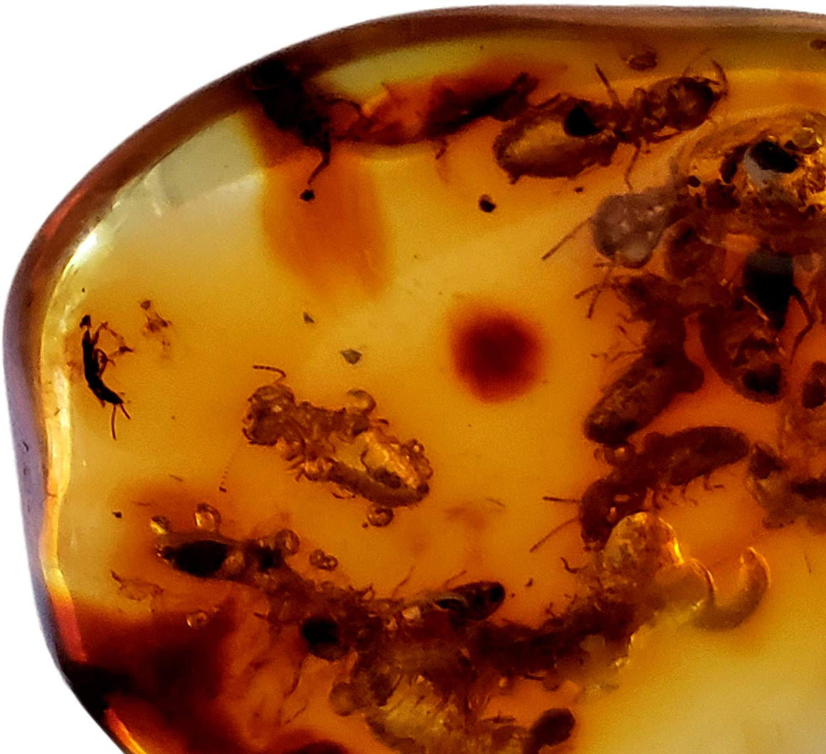 Genuine Amber Fossil Specimen - Multiple Insect Inclusions - Naturally Formed from Colombia with Bugs Inside - Museum Grade, A-Grade - Great Collectible - Piece #13 (25mm x 23mm) - dinosaursrocksuperstore