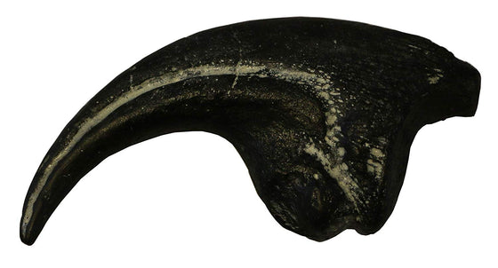 Allosaurus Dinosaur Life Size Claw Fossil Replica - 7" - dinosaursrocksuperstore