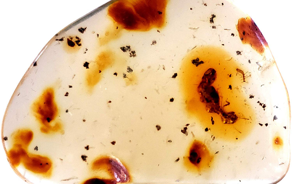 Genuine Amber Fossil Specimen - Multiple Insect Inclusions - Naturally Formed from Colombia with Bugs Inside - Museum Grade, A-Grade - Great Collectible - Piece #9 (28mm x 20mm) - dinosaursrocksuperstore