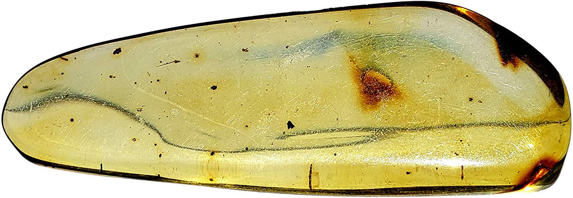 Genuine Amber Fossil Specimen - Multiple Insect Inclusions - Naturally Formed from Colombia with Bugs Inside - Museum Grade, A-Grade - Great Collectible (48mm x 17mm) - dinosaursrocksuperstore